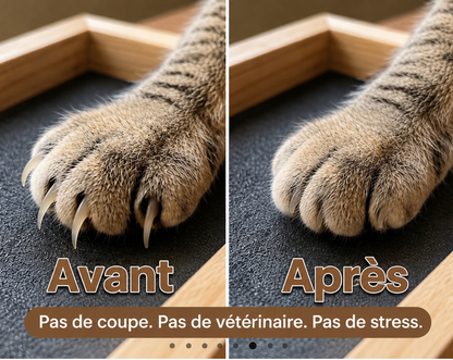 MOOLIE — Le Griffoir Interactif 🐾