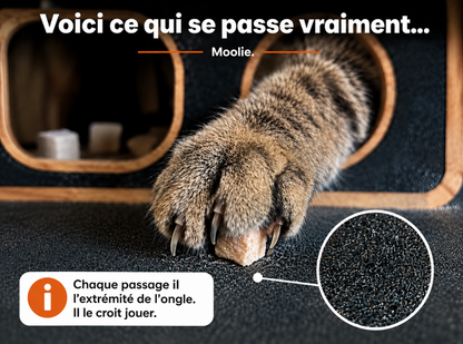 MOOLIE — Le Griffoir Interactif 🐾